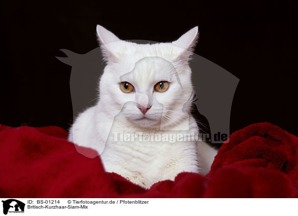 Britisch-Kurzhaar-Siam-Mix / halfbreed / BS-01214