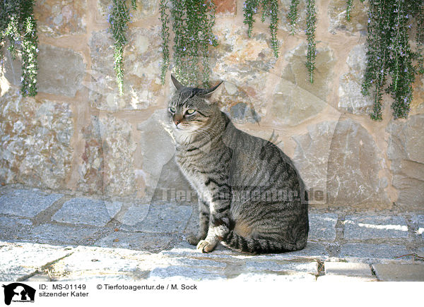 sitzender Kater / sitting tomcat / MS-01149