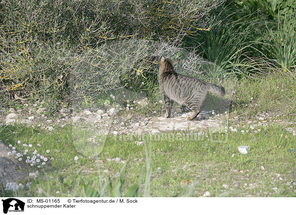 schnuppernder Kater / MS-01165