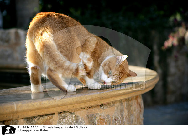 schnuppernder Kater / snuffling tomcat / MS-01177