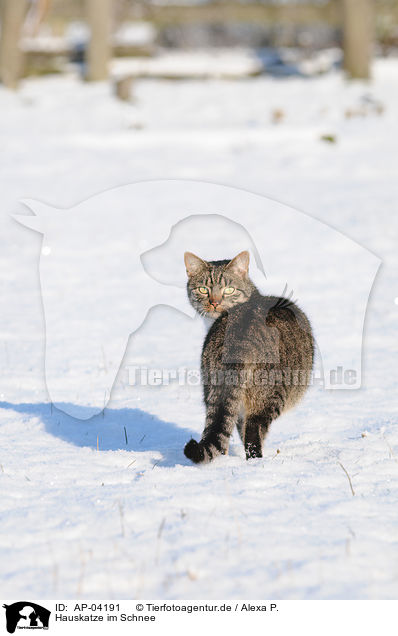 Hauskatze im Schnee / cat in snow / AP-04191