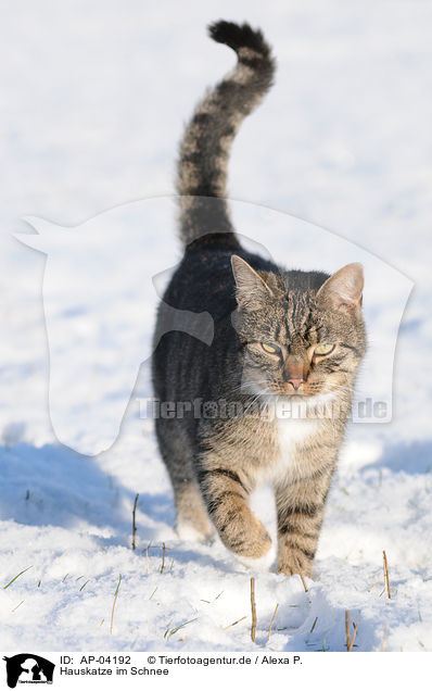 Hauskatze im Schnee / cat in snow / AP-04192