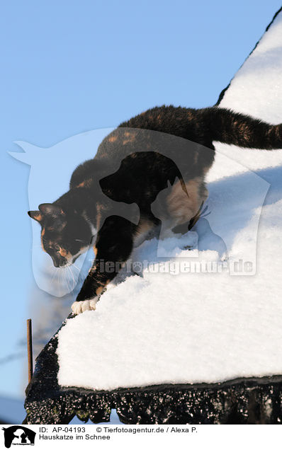 Hauskatze im Schnee / cat in snow / AP-04193