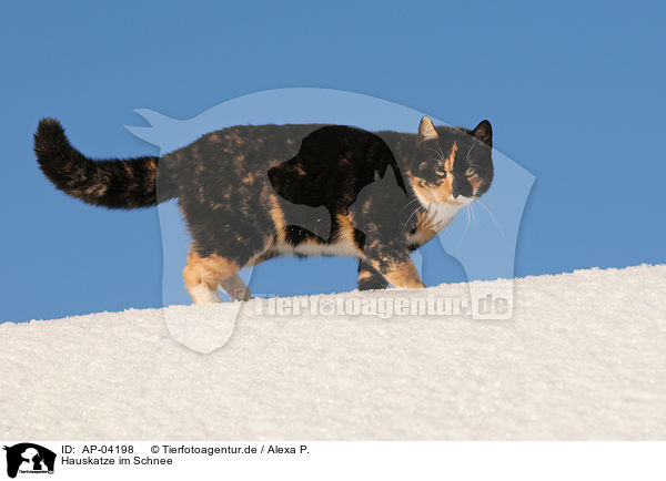 Hauskatze im Schnee / cat in snow / AP-04198