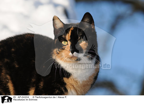 Hauskatze im Schnee / cat in snow / AP-04204