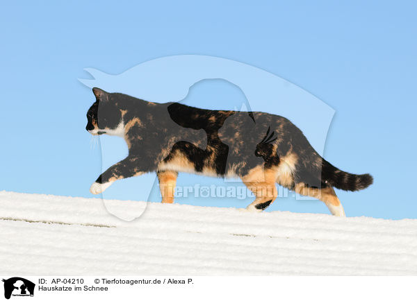 Hauskatze im Schnee / cat in snow / AP-04210