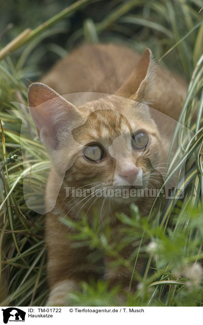Hauskatze / domestic cat / TM-01722
