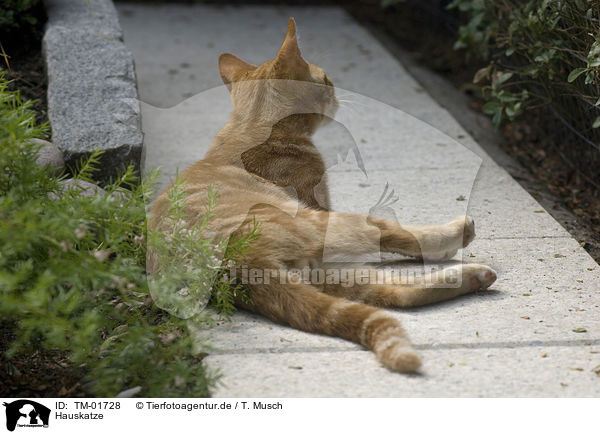 Hauskatze / domestic cat / TM-01728