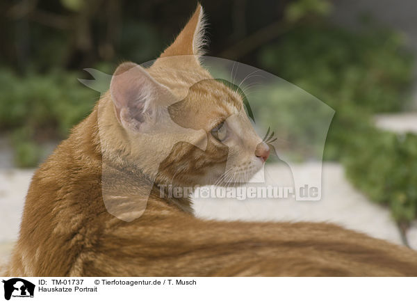 Hauskatze Portrait / cat head / TM-01737