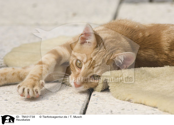 Hauskatze / domestic cat / TM-01738