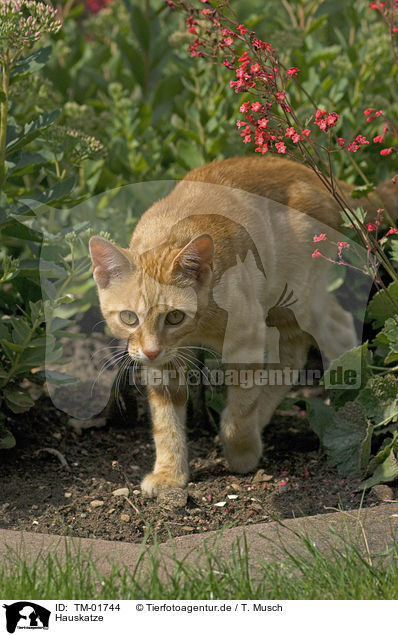 Hauskatze / domestic cat / TM-01744