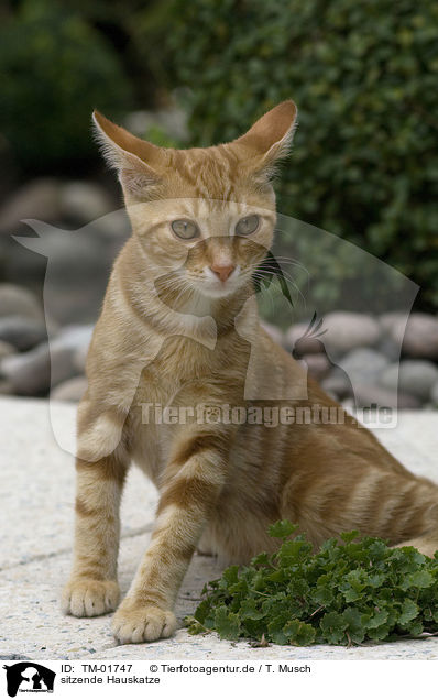 sitzende Hauskatze / sitting cat / TM-01747