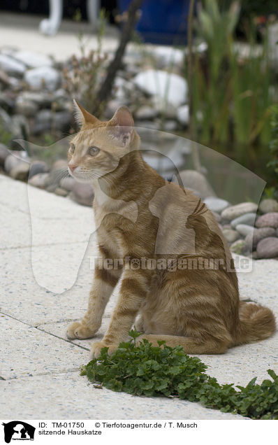 sitzende Hauskatze / sitting cat / TM-01750