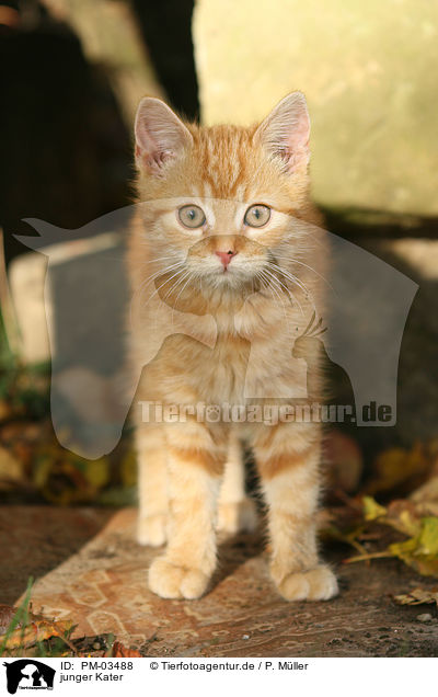 junger Kater / young tomcat / PM-03488