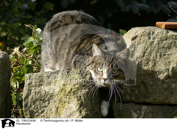 Hauskatze / domestic cat / PM-03496