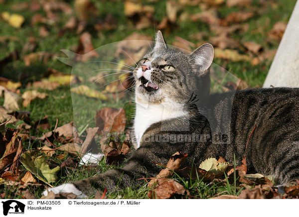Hauskatze / domestic cat / PM-03505
