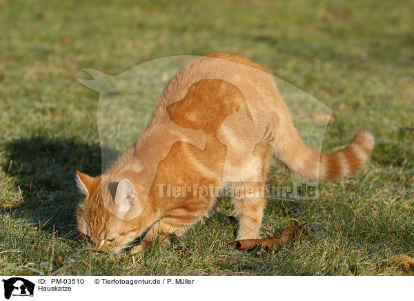 Hauskatze / domestic cat / PM-03510