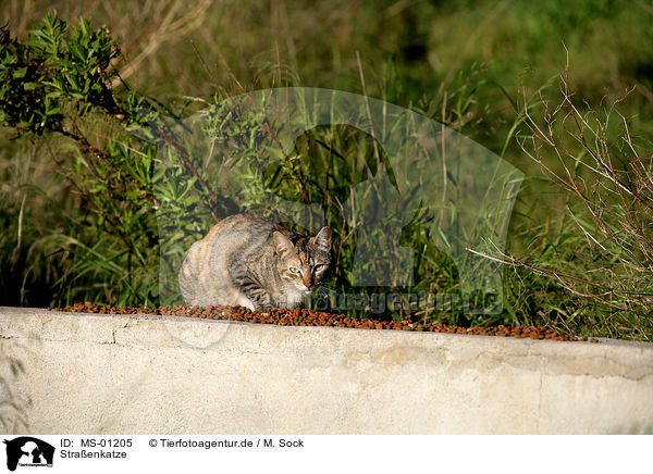 Straenkatze / domestic cat / MS-01205