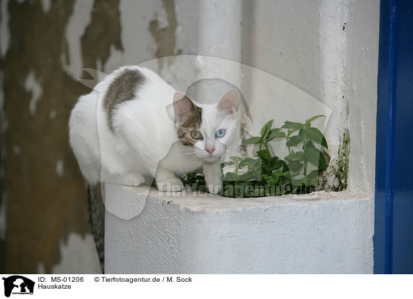Hauskatze / domestic cat / MS-01206
