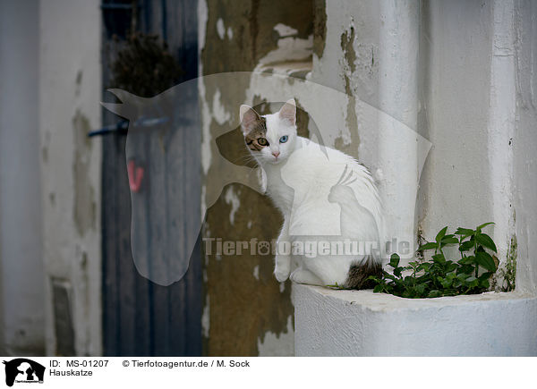 Hauskatze / domestic cat / MS-01207