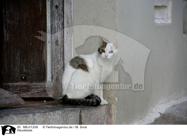 Hauskatze / domestic cat / MS-01208