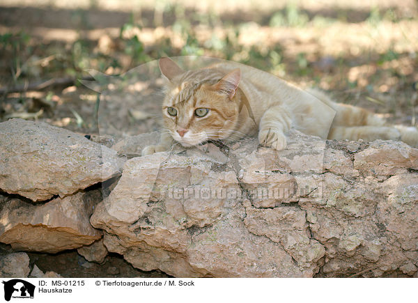 Hauskatze / domestic cat / MS-01215