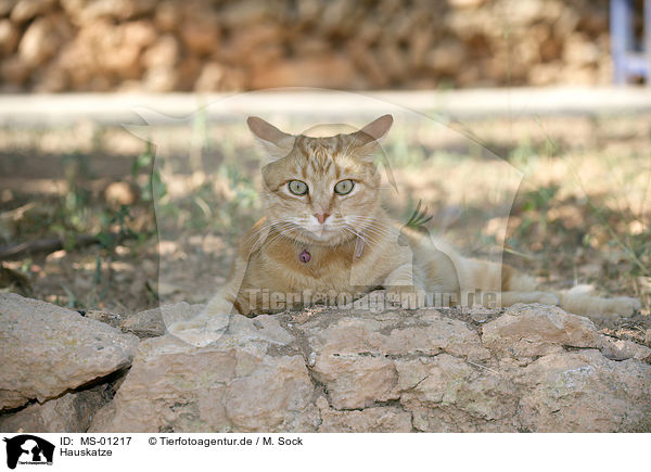 Hauskatze / domestic cat / MS-01217