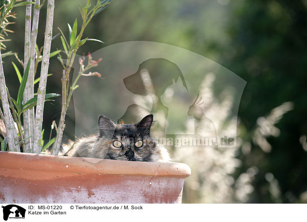 Katze im Garten / cat in garden / MS-01220