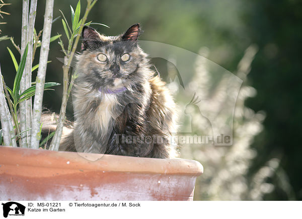 Katze im Garten / cat in garden / MS-01221