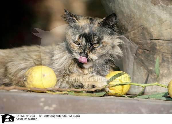 Katze im Garten / cat in garden / MS-01223