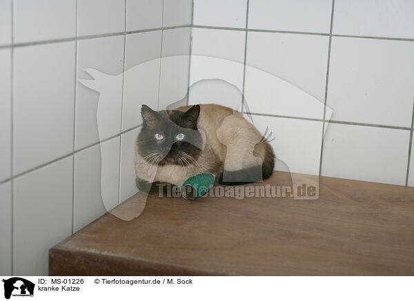 kranke Katze / sick cat / MS-01226