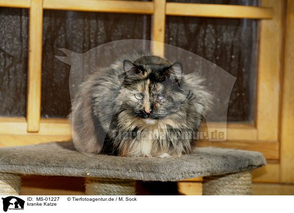 kranke Katze / sick cat / MS-01227