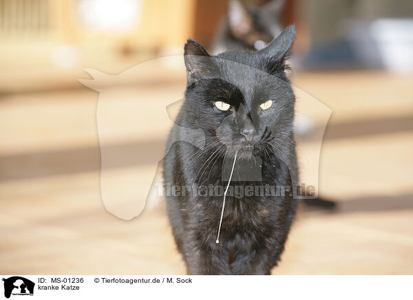kranke Katze / sick cat / MS-01236