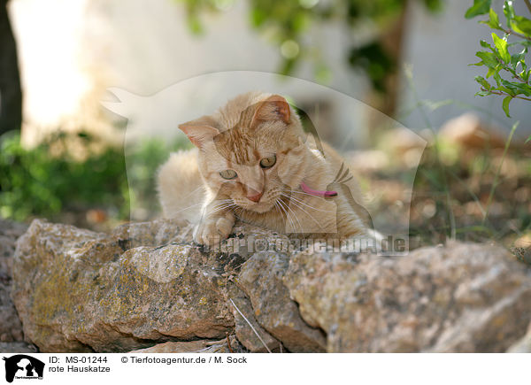 rote Hauskatze / red domestic cat / MS-01244