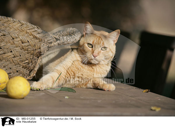 rote Hauskatze / red domestic cat / MS-01255