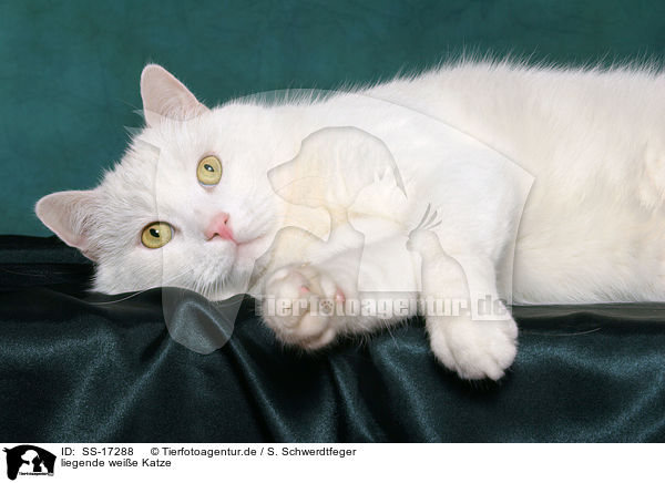 liegende weie Katze / lying white cat / SS-17288