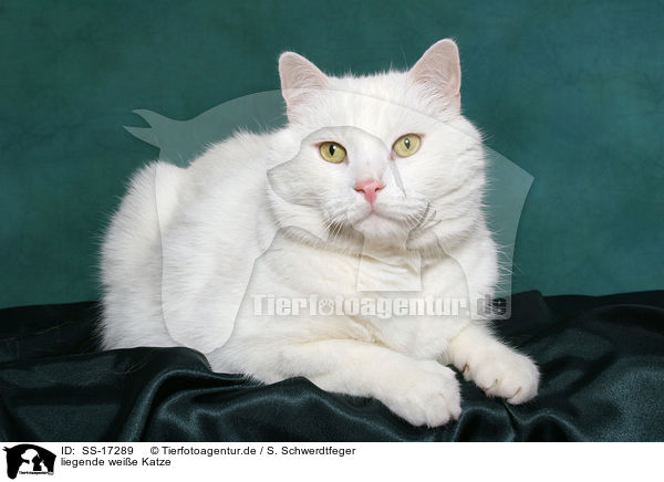 liegende weie Katze / lying white cat / SS-17289