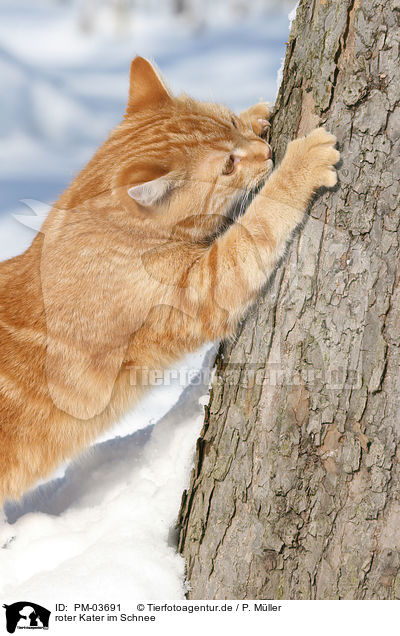 roter Kater im Schnee / red tomcat in snow / PM-03691