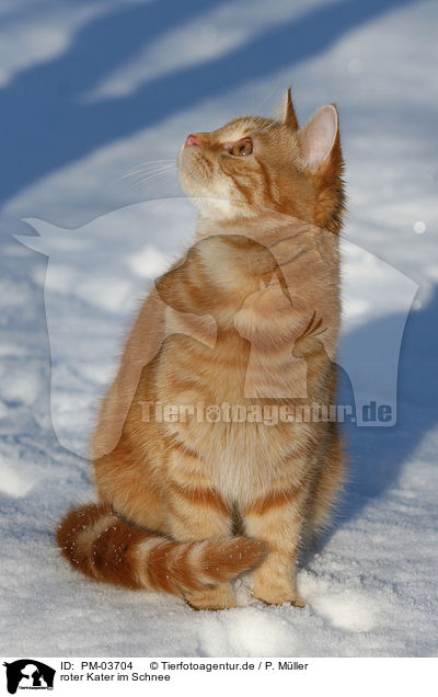 roter Kater im Schnee / red tomcat in snow / PM-03704