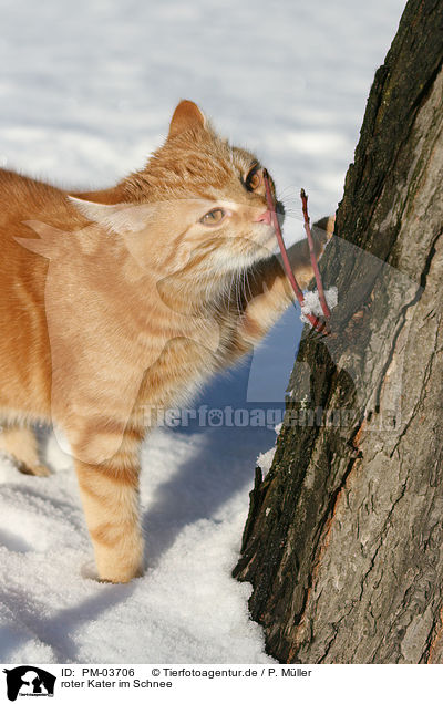roter Kater im Schnee / red tomcat in snow / PM-03706
