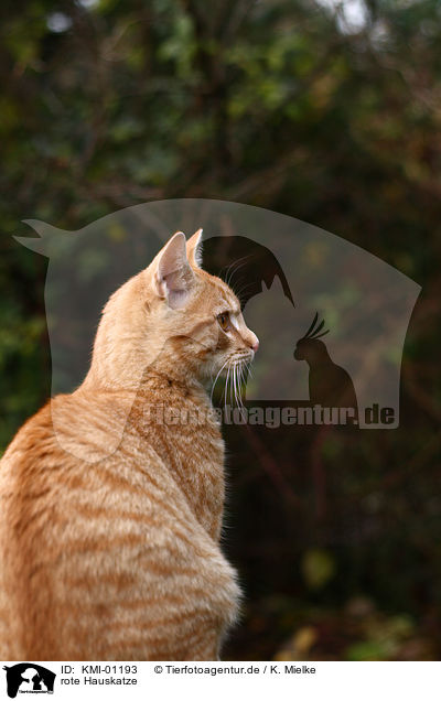 rote Hauskatze / red cat / KMI-01193