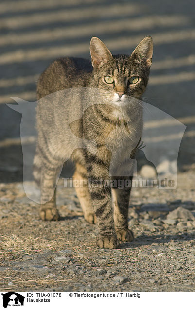 Hauskatze / cat / THA-01078