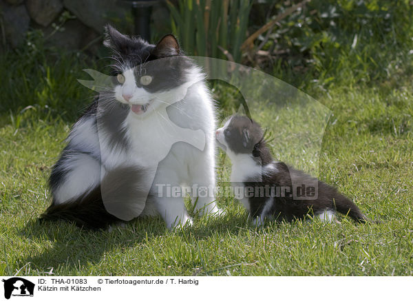 Ktzin mit Ktzchen / she-cat with kitten / THA-01083