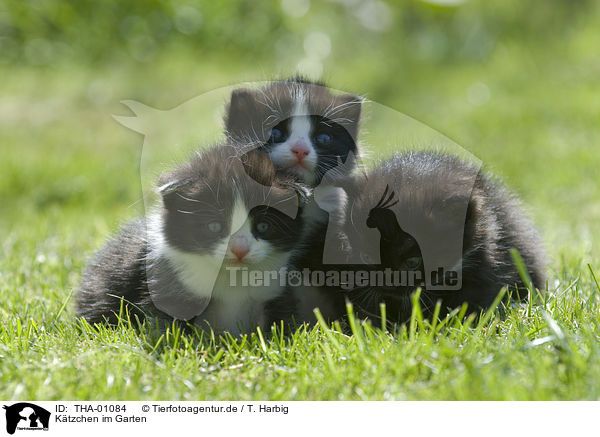 K�tzchen im Garten / kitten in garden / THA-01084