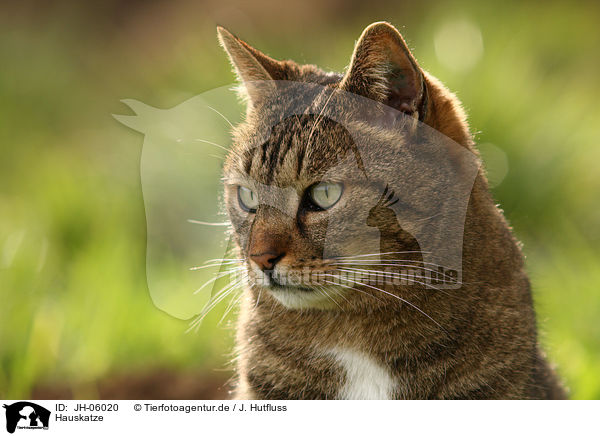 Hauskatze / domestic cat / JH-06020