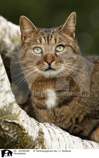 Hauskatze / domestic cat / JH-06026