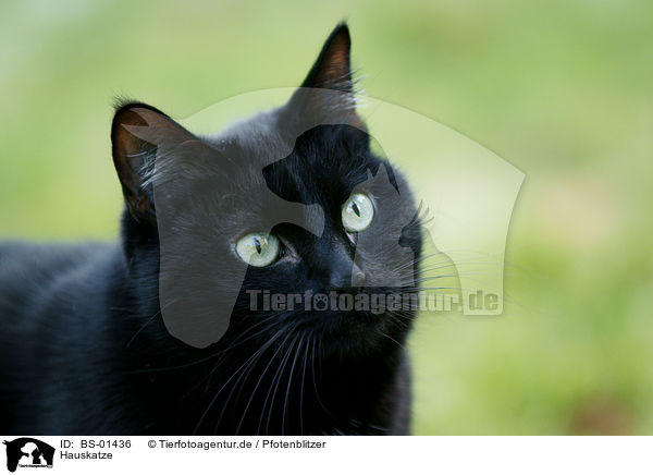 Hauskatze / BS-01436