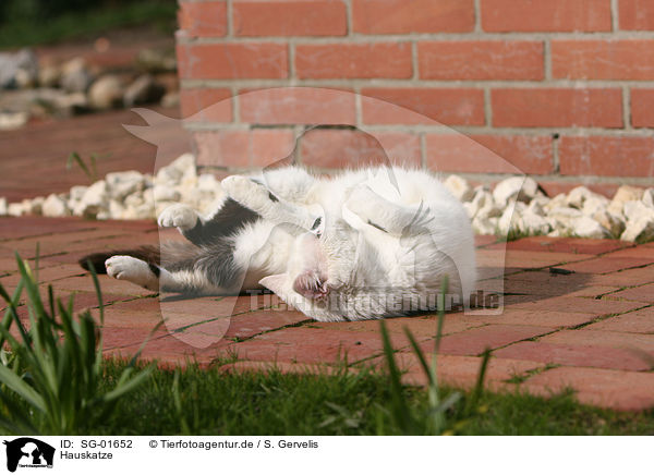 Hauskatze / SG-01652