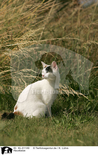 Hauskatze / domestic cat / KL-01149