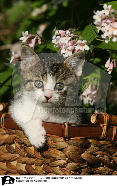 Ktzchen im Krbchen / Kitten in basket / PM-03941